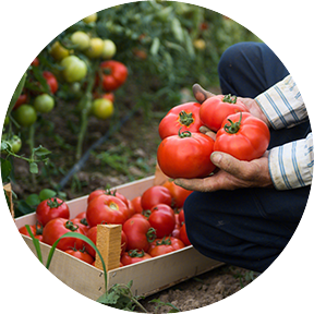 Fresh Tomatoes